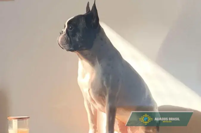 Cuidados com os pets nas comemorações de fim de ano