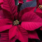 Flor do Natal não é realmente flor e é venenosa