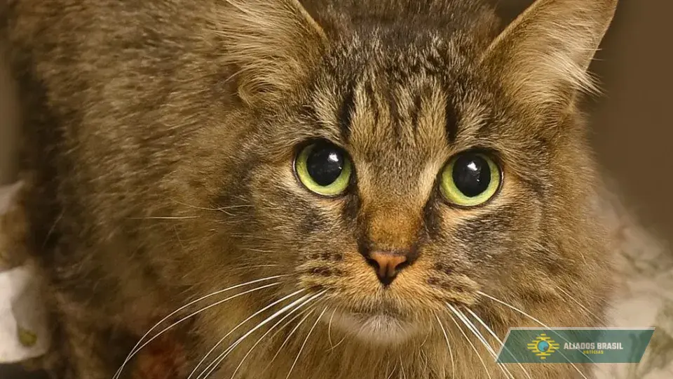 Gata desaparecida há 443 dias volta a casa nos EUA. 