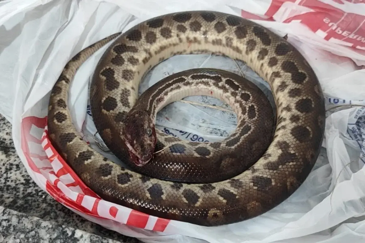 Homem morde sucuri depois de ser atacado pela cobra em SP. Ela morreu
