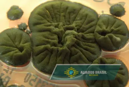 “Monstro” preto que está crescendo cada vez mais em Chernobyl começou a chamar a atenção dos cientistas