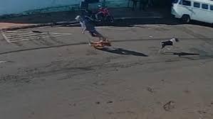 Morre idoso 'atropelado' por cachorro que corria na rua no interior de SP