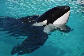 Morre Kshamenk, última orca em cativeiro na América do Sul