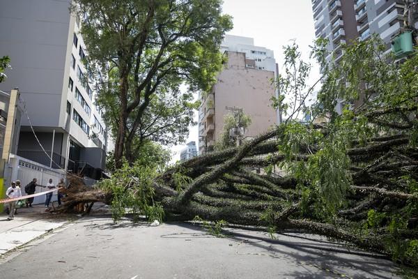 Mulher morre após queda de árvore sobre ponto de ônibus em Guarulhos, na Grande SP