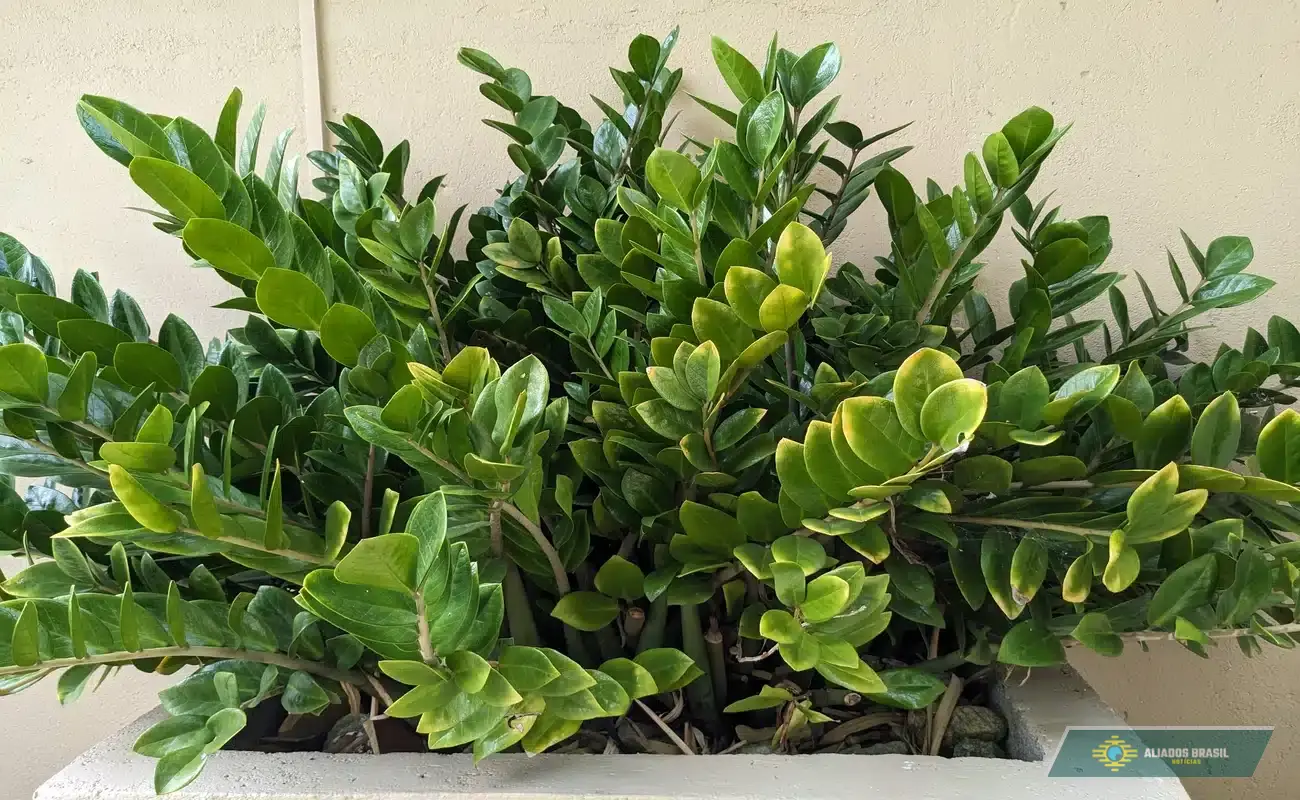 Por que ter uma zamioculca em casa? Há vários motivos para isso