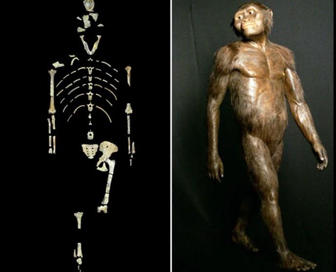 Montagem de fotos mostra o esqueleto de Lucy e um modelo tridimensional do Australopithecus afarensis — Foto: University of Texas at Austin via AP/AP Photo/Pat Sullivan