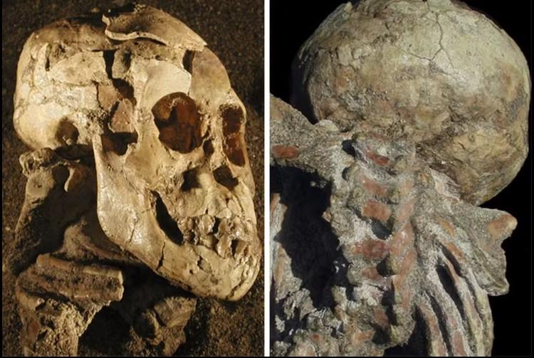 Mostra o fóssil do 'Australopithecus afarensis'; à direita, as costas da ossada de 'Selam' — Foto: Divulgação/Dikika Research Project