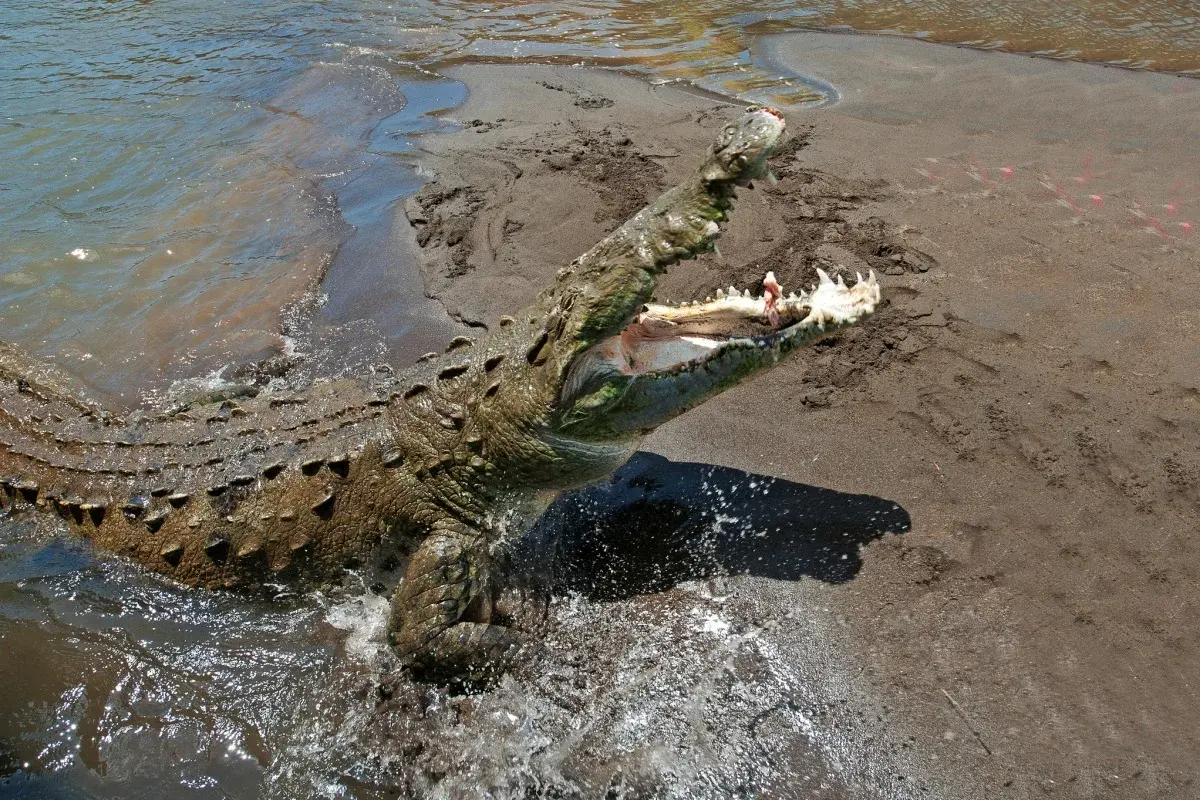 Quais são os 8 animais que mais matam humanos? Lista surpreende