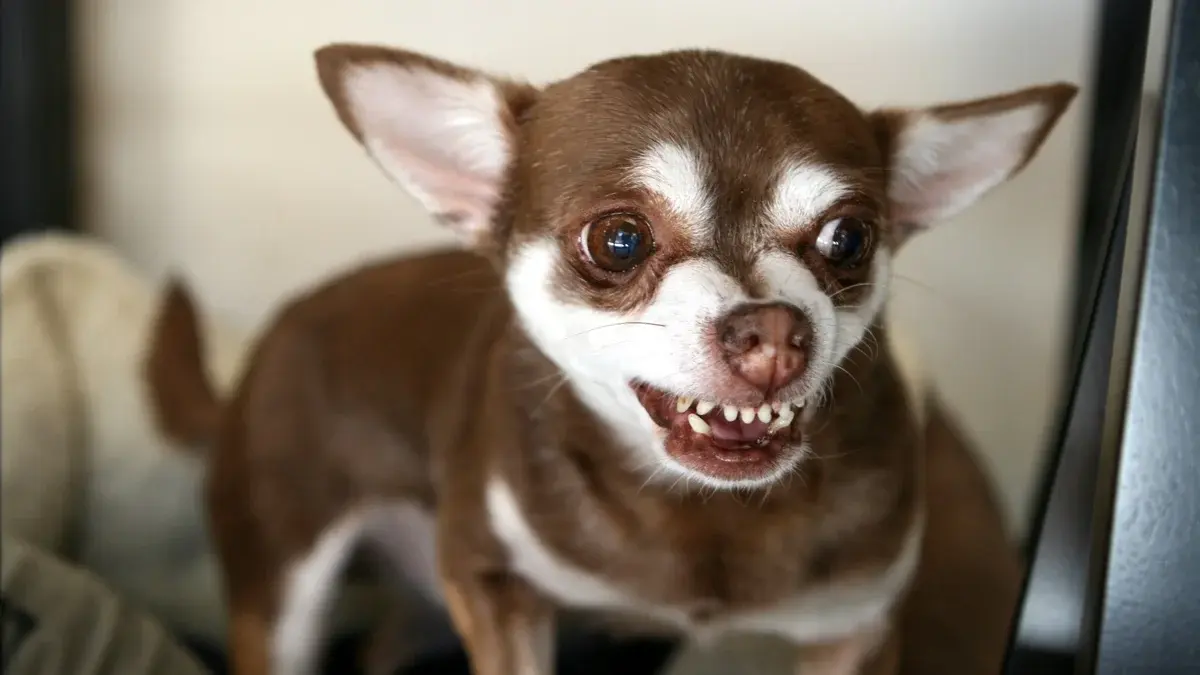 Saiba por que os cachorros cheiram as partes íntimas das pessoas
