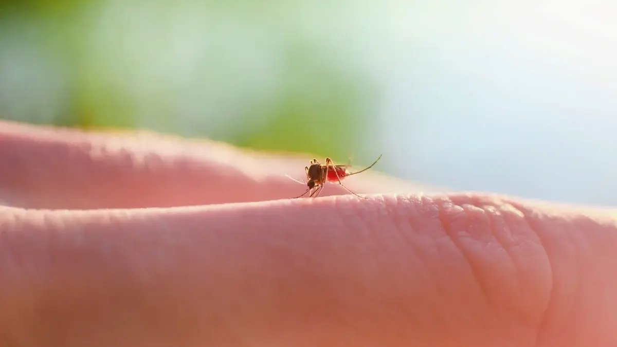 Curiosidade: Por que algumas pessoas atraem mais mosquitos