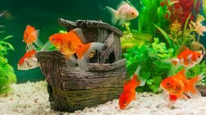 Tímidos, ousados, ansiosos… Sabia que peixes também têm personalidade?