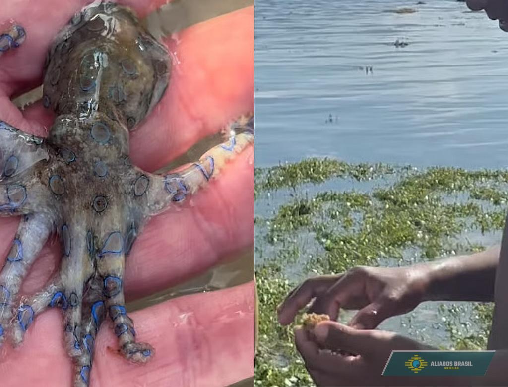 Turista desavisado manuseia acidentalmente polvo mais perigoso do mundo nas Filipinas; veja vídeo