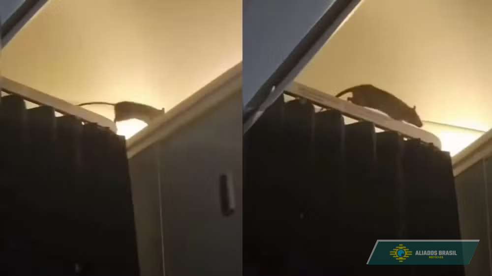 VÍDEO: Rato circula por cabine de avião em voo que saiu de Amsterdã e causa alvoroço entre passageiros