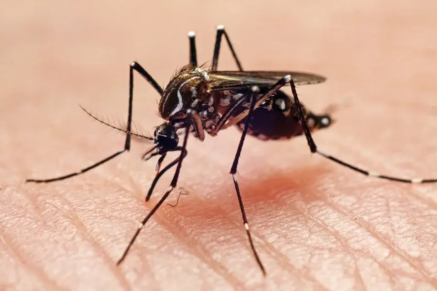 Aedes aegypti: quem ele pica, quando ataca e como transmite a dengue?
