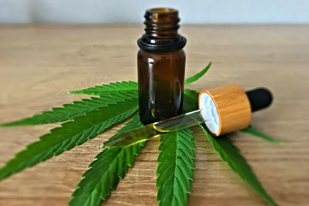 Anvisa apresenta proposta para regulamentar produção de cannabis medicinal no Brasil