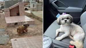 Após passar 10 meses em túmulo onde tutor foi enterrado, cadela ganha nova família: 'Merece uma segunda chance'