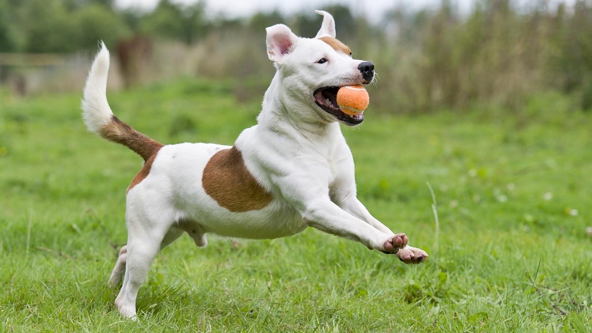 Bolinhas: por que os cães são tão apaixonados pelo brinquedo?