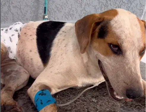 Cão comunitário Abacate morre baleado no PR, em mais um caso de violência
