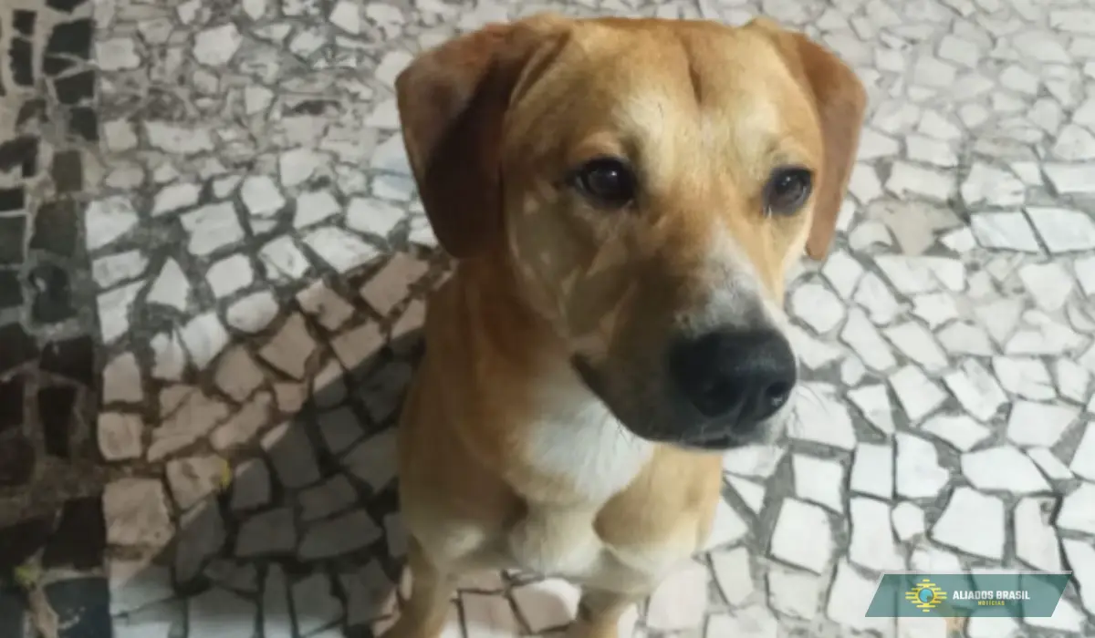 Caso Orelha: Suspeitos teriam tentado afogar outro cão