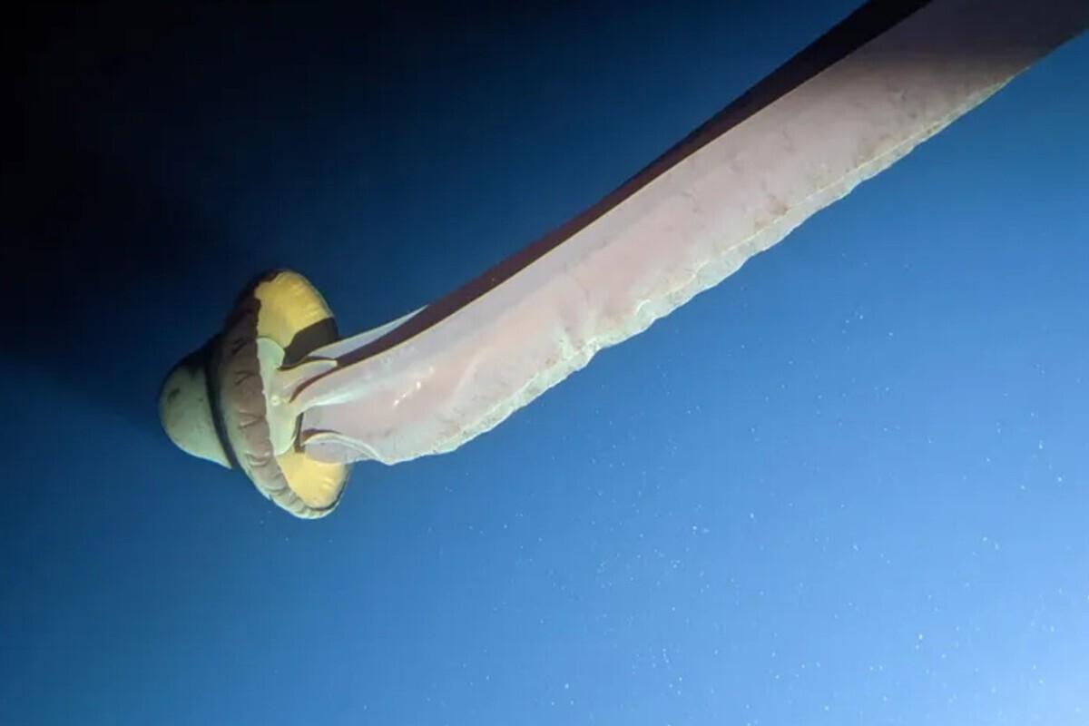 Cientistas registram criatura gigante que vive nas profundezas do oceano, tem braços de 10 metros e é raríssima na natureza