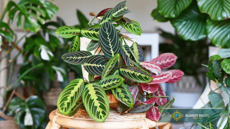 Como escolher plantas para casas pequenas e acertar na luz ideal