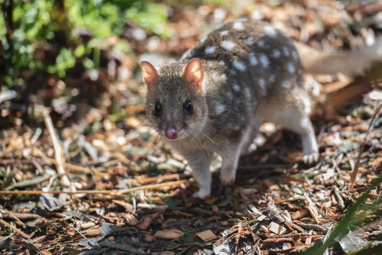 Mistério: por que os quolls machos morrem depois da época de reprodução