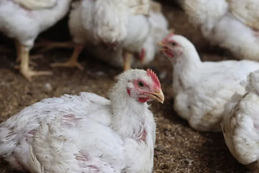 H9N2 pode virar pandemia? Saiba por que cepa da gripe aviária preocupa