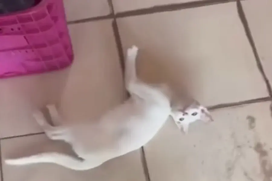 Homem chuta gato na rua e mulher reage com cadeirada. Vídeo