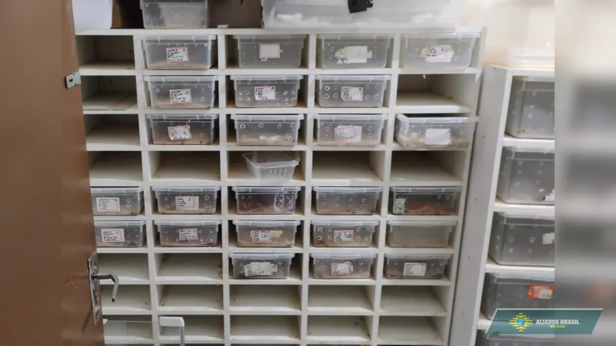 Operação resgata cobras exóticas que seriam vendidas pelos Correios