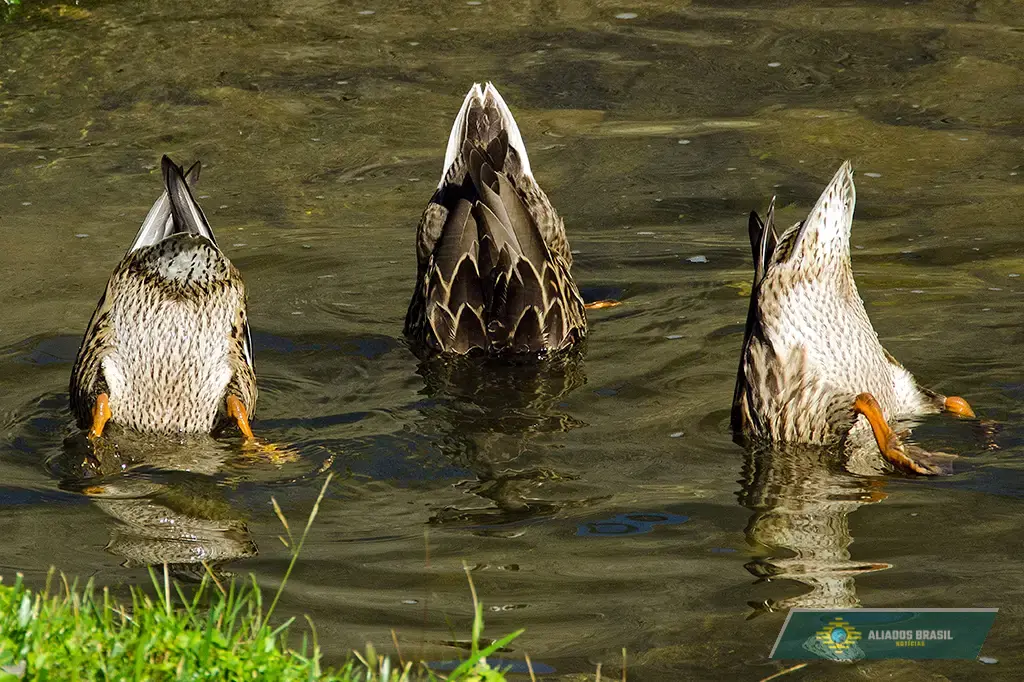 Por que as aves não soltam pum? A ciência explica