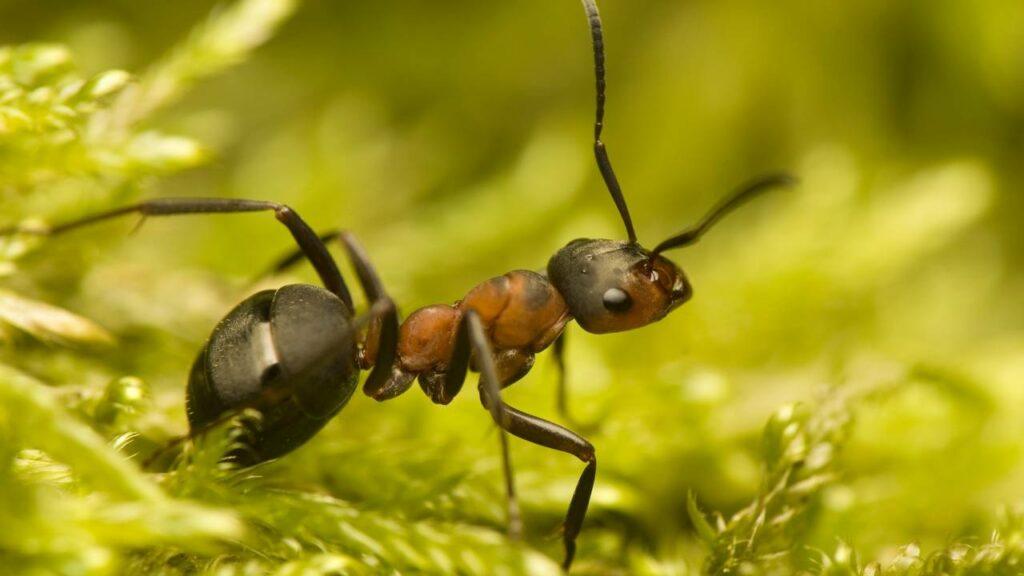 Por que as formigas estão “invadindo” as cozinhas neste verão e como prevenir