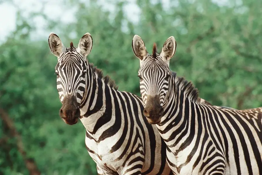 Preto no branco: entenda para que servem as listras das zebras