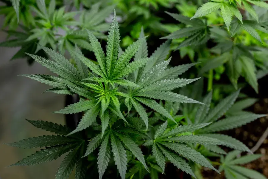 Regra da Anvisa libera uso recreativo da cannabis? Entenda o que muda