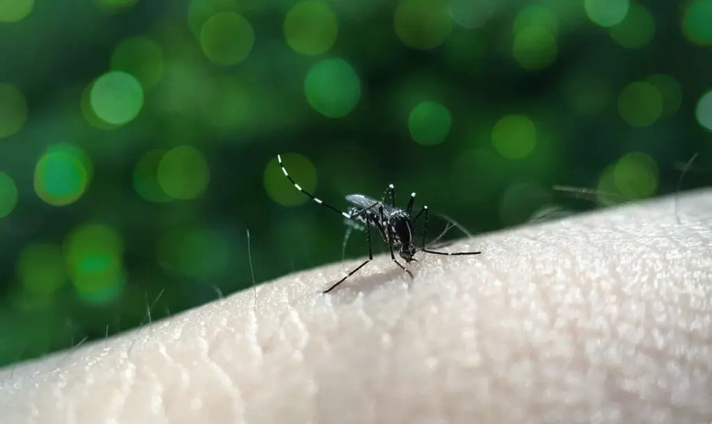 São Paulo confirma primeira morte por dengue em 2026