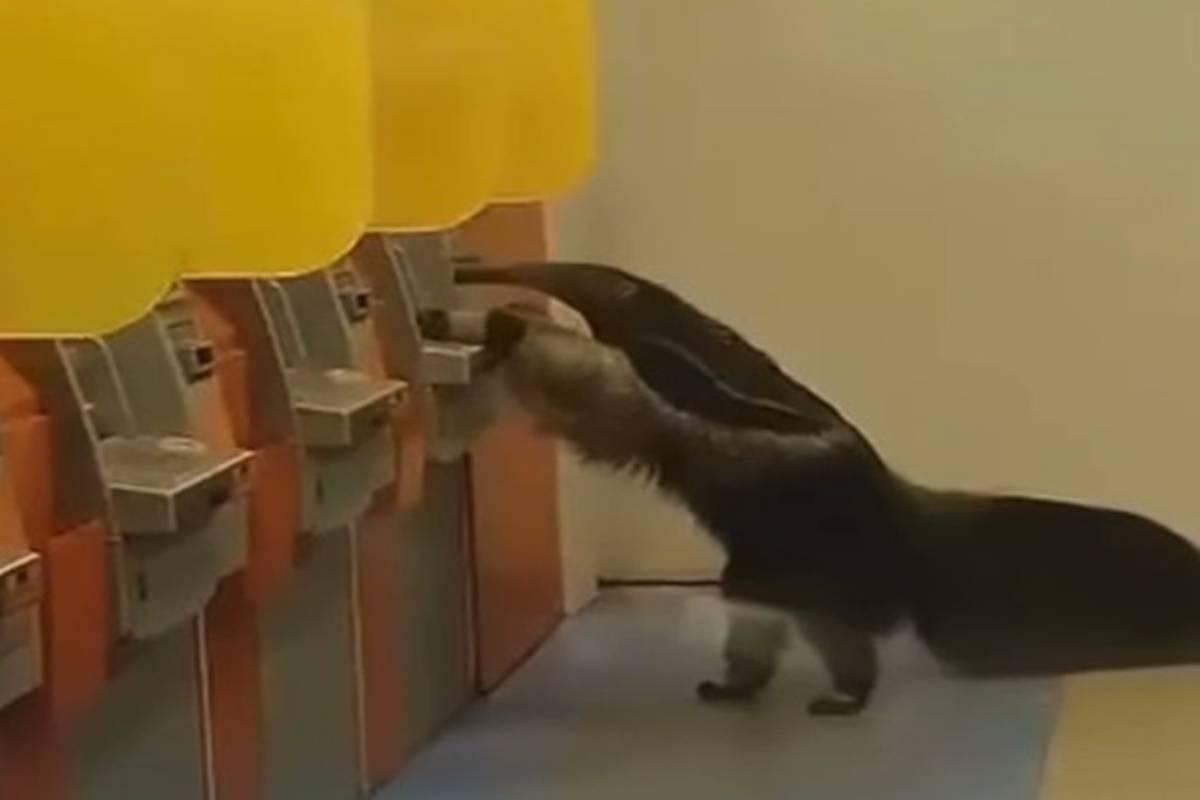 Tamanduá é flagrado “tentando sacar dinheiro” em caixa eletrônico. Veja vídeo