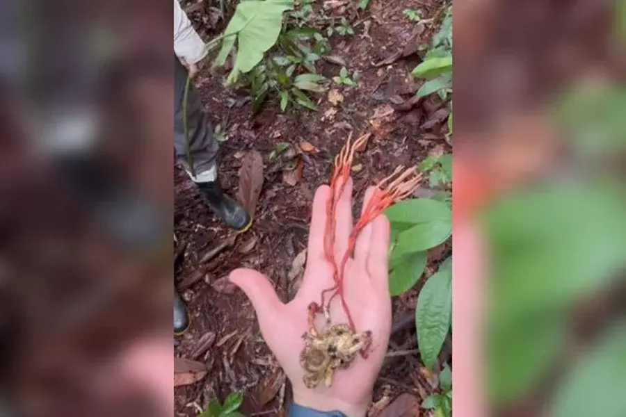 Tarântula infectada por fungo que a torna “zumbi” é achada no Amazonas. Veja video