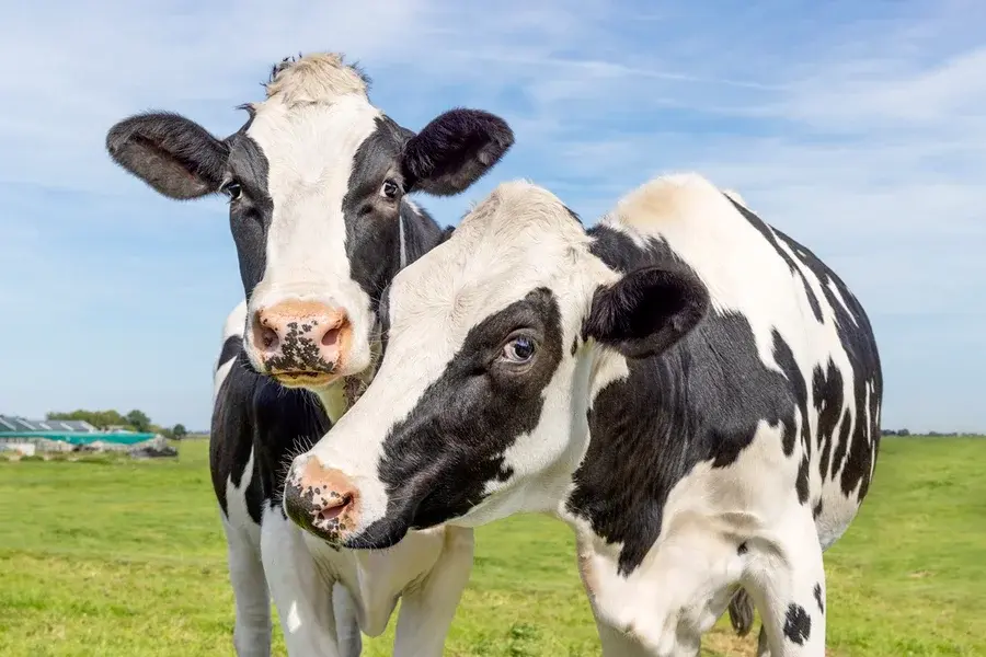 Vacas têm melhores amigas e não gostam de ficar sozinhas