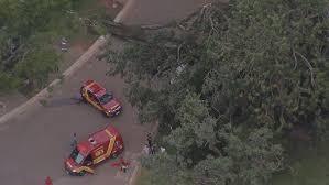 VÍDEO: árvore de grande porte cai dentro do Parque Ibirapuera e deixa duas pessoas feridas