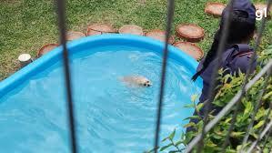 Vídeo: cachorro é salvo de afogamento em piscina após vizinha acionar bombeiros em MT
