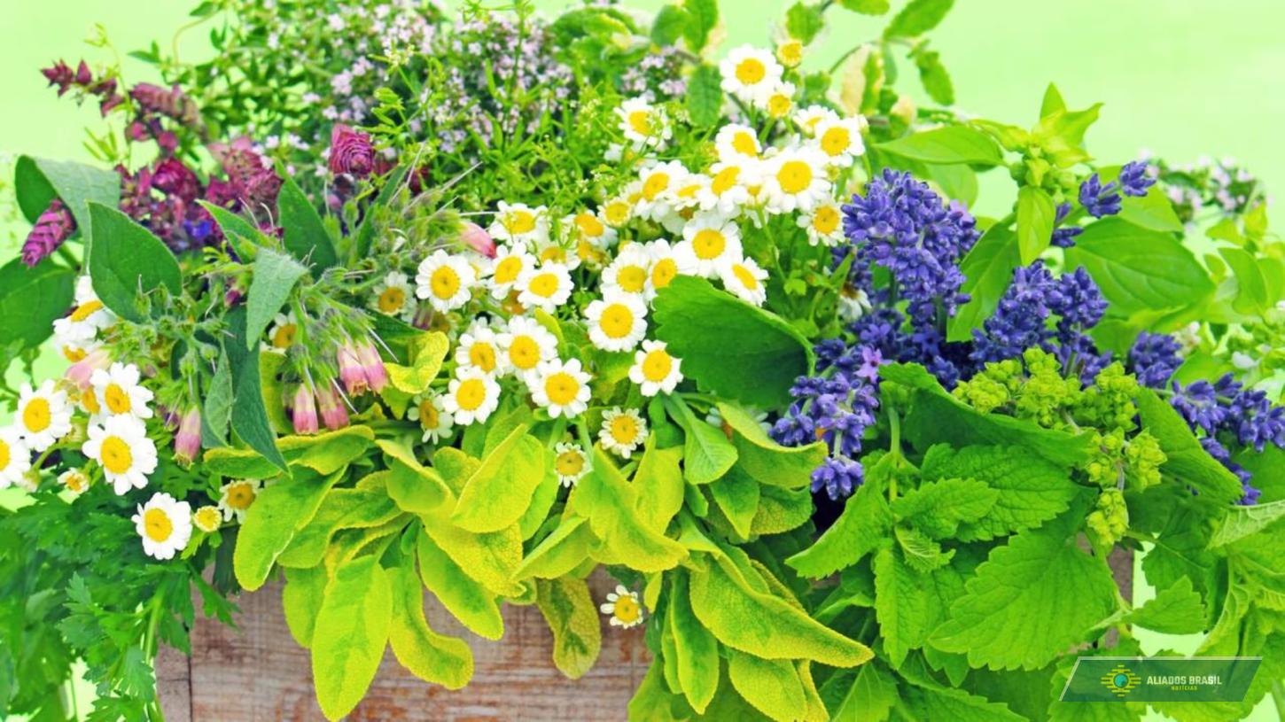 10 plantas medicinais para ter em casa e aproveitar seus benefícios naturais
