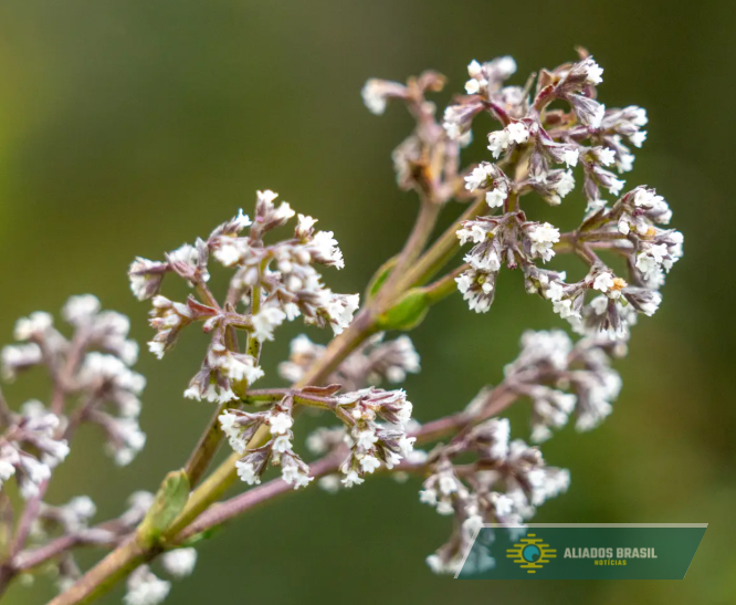 A Planta Considerada o ‘Valium da Natureza’ para Ansiedade e Insônia