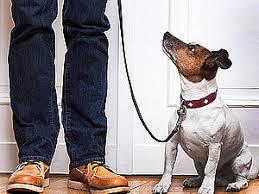 Cachorro em condomínio: o que diz a lei sobre direitos e deveres do morador