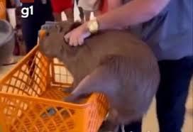 Capivara entra em supermercado e é retirada em carrinho de compras no Acre