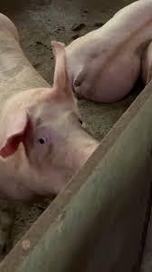 Cocô e xixi de porcos podem virar água potável (e até mesmo cerveja) com sistema de tratamento; entenda