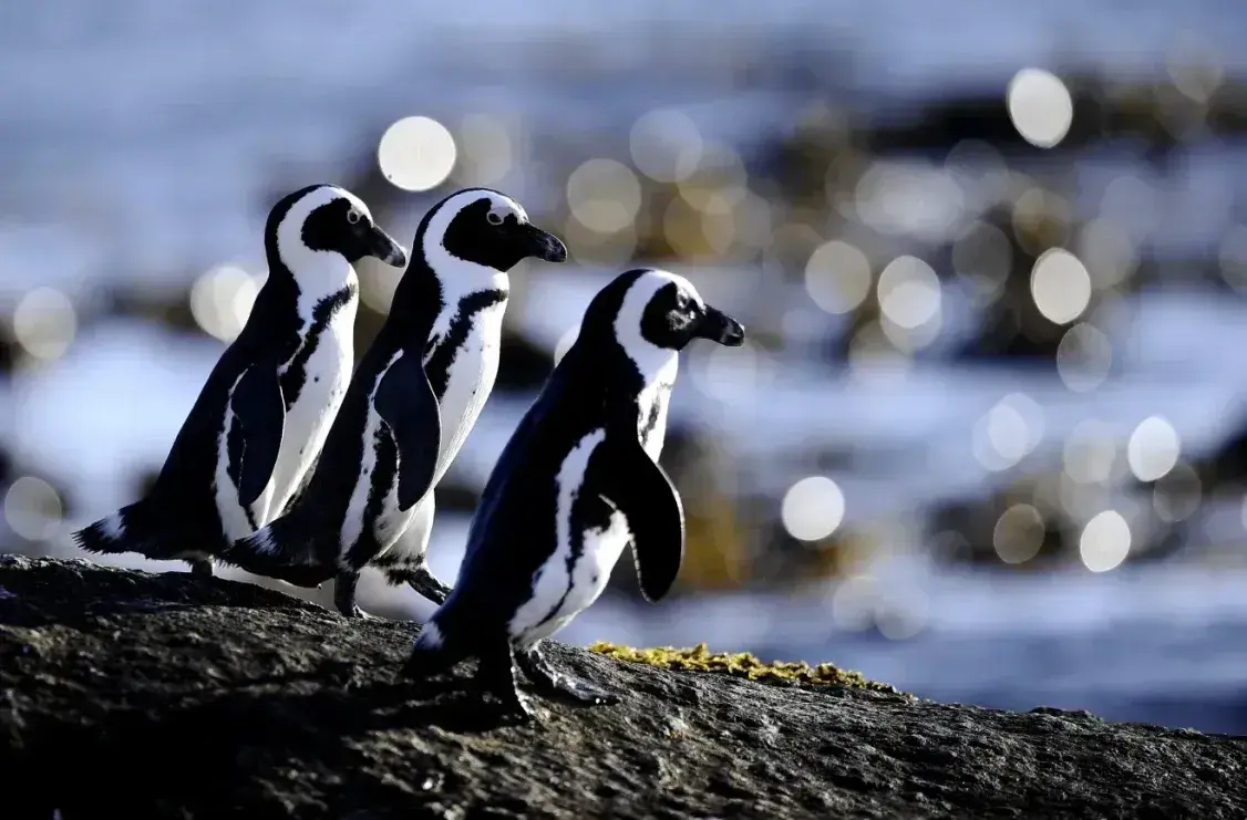Desesperados de fome, pais pinguins alimentam filhos com pedras na África