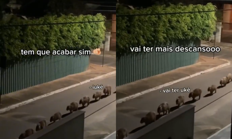 Governo Lula usa “capivaras” para defender fim da escala 6×1 e vira alvo de críticas nas redes