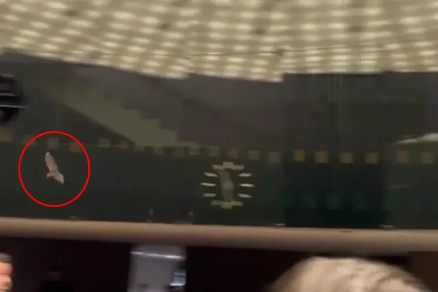 Morcego invade Câmara dos Deputados durante sessão. Veja vídeo