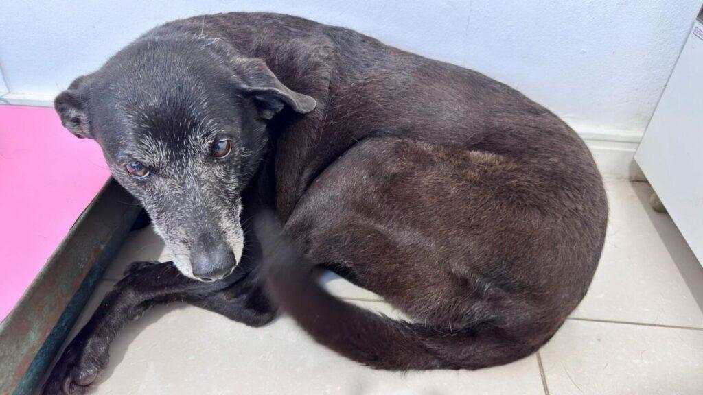 Morre Pretinha, companheira do cão Orelha, em Florianópolis