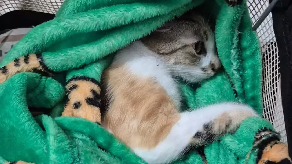 Mulher é presa após jogar gata do 12º andar de prédio em Curitiba