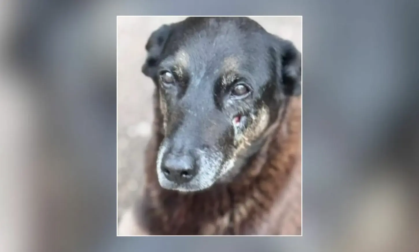 Orelha: Família de jovem que não foi indiciado se pronuncia; veja